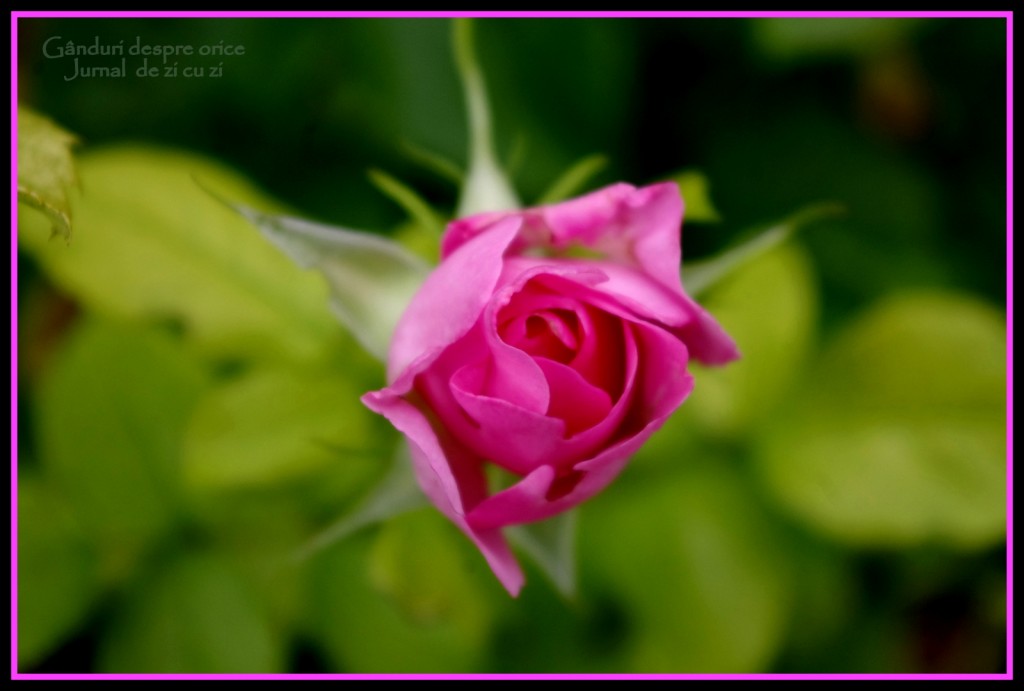 IMGP0532