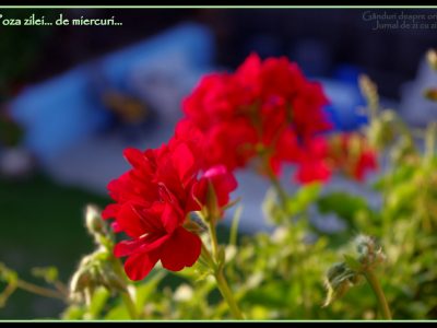 Poza zilei… de miercuri…